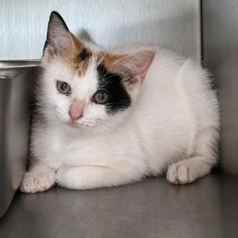 A baby small-sized female White Domestic Short Hair cat named Marathon for adoption in Austin, TX