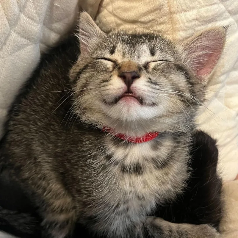 A baby small-sized female Brown / Chocolate Domestic Short Hair cat named Fontina for adoption in Sunnyvale, CA