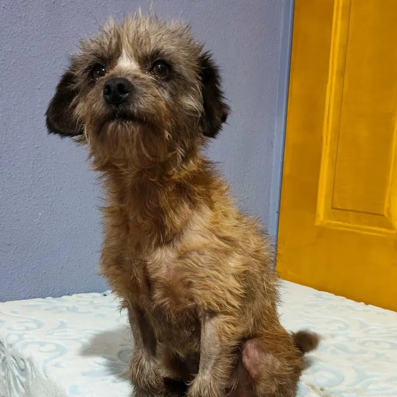 An adult small-sized female Sable Schnauzer dog named Peque for adoption in San Diego, CA