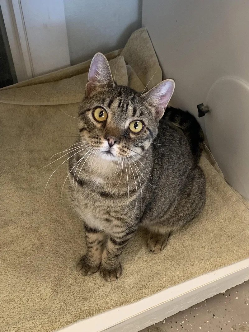 An adult medium-sized male Tabby cat named Ollie for adoption in Georgetown, KY
