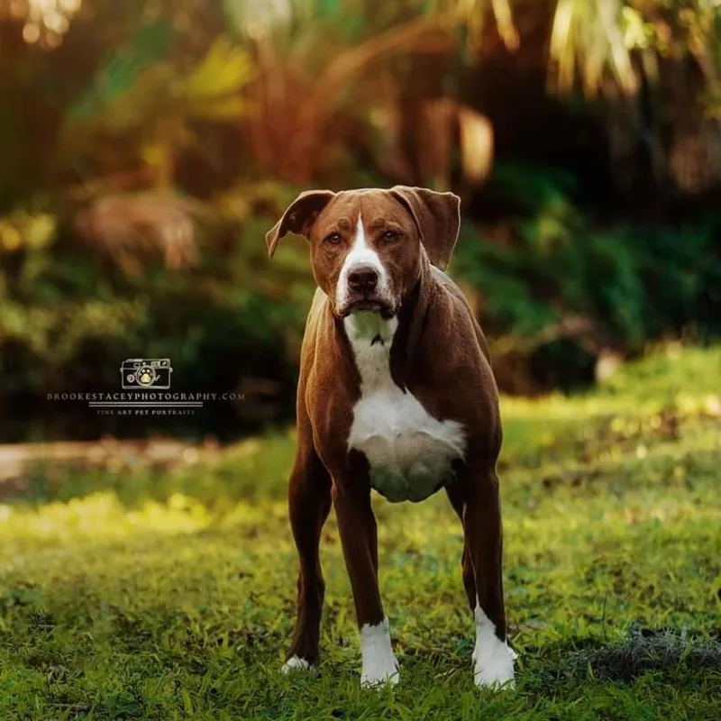A senior large-sized female Brown / Chocolate Mixed Breed dog named Kahlua for adoption in Jacksonville, FL