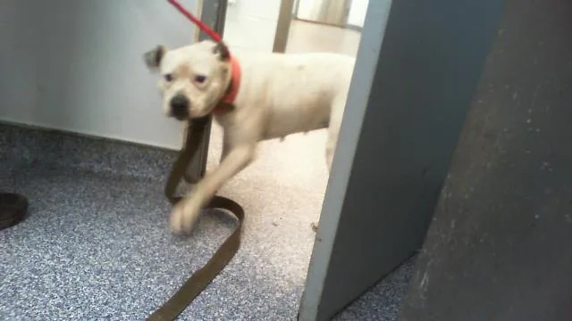 An adult large-sized female Pit Bull Terrier dog named Bubblegum for adoption in Charlotte, NC