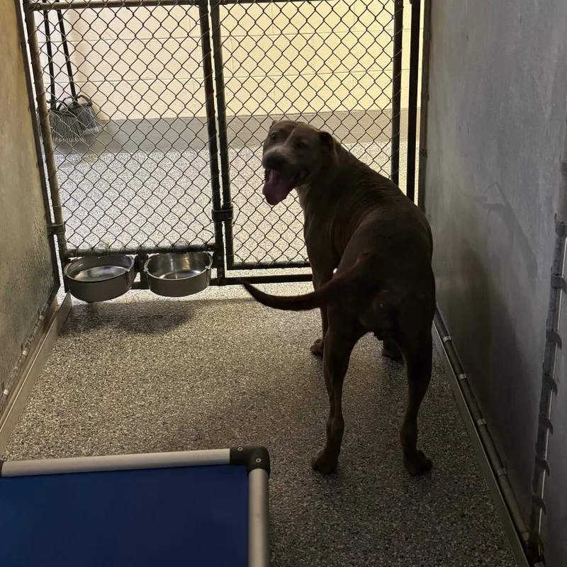 An adult small-sized female Gray / Blue / Silver Pit Bull Terrier dog named Stray Jim Latta for adoption in Roxboro, NC