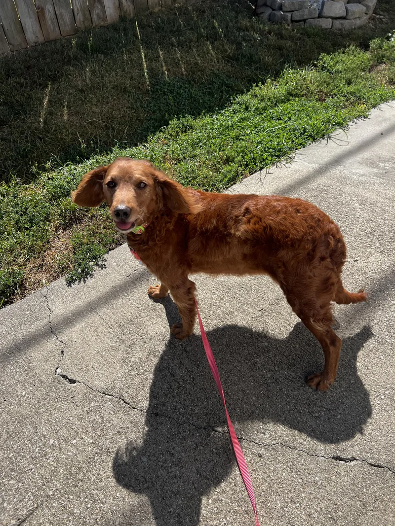 An adult medium-sized female Spaniel dog named Penny for adoption in Lexington, KY