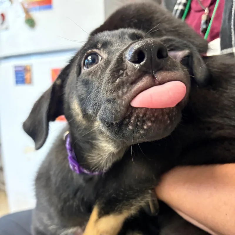 A baby small-sized female Black Shepherd dog named Margaritaville for adoption in Austin, TX