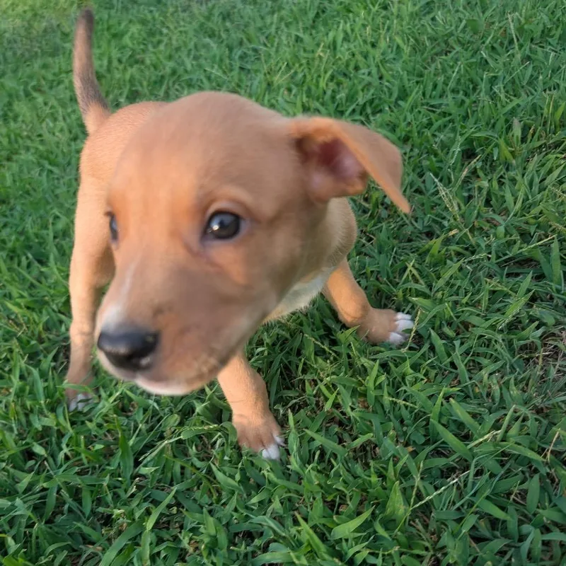 A baby small-sized male Yellow / Tan / Blond / Fawn Mixed Breed dog named Ulysses for adoption in Pittsburg, KS