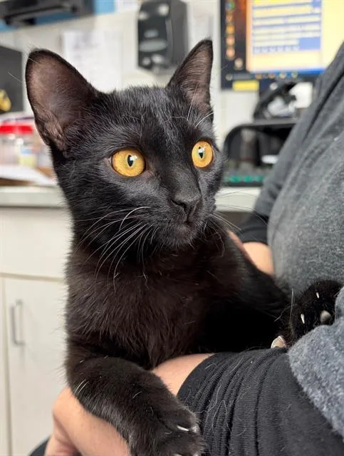 A young small-sized female Domestic Short Hair cat named Ivy for adoption in Canfield, OH