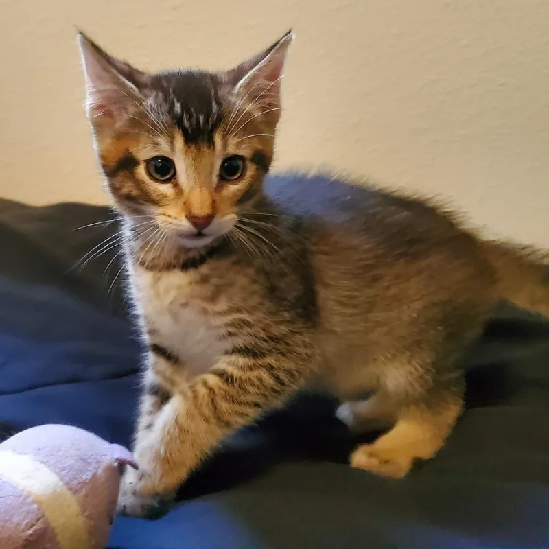 A baby small-sized male Domestic Short Hair cat named Hollywood for adoption in Allyn, WA