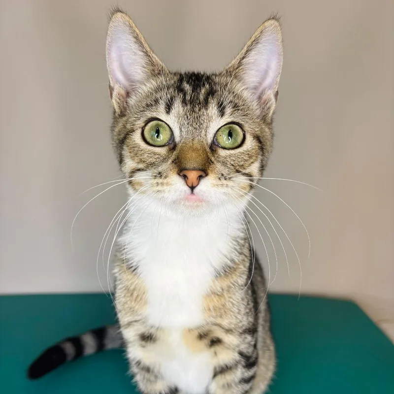A young small-sized male Brown / Chocolate Domestic Short Hair cat named Keith Partridge for adoption in Woodbury, NJ