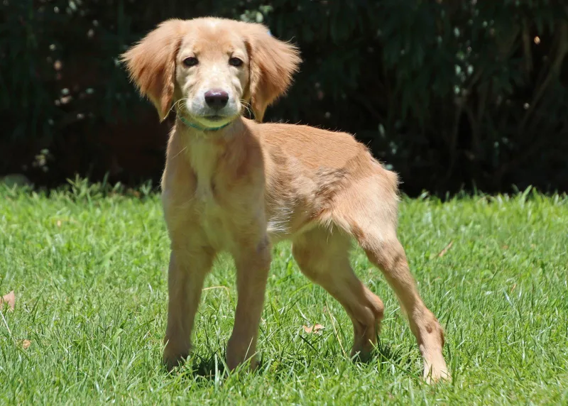 A young medium-sized female Golden Retriever dog named Buffy for adoption in Glendale, AZ