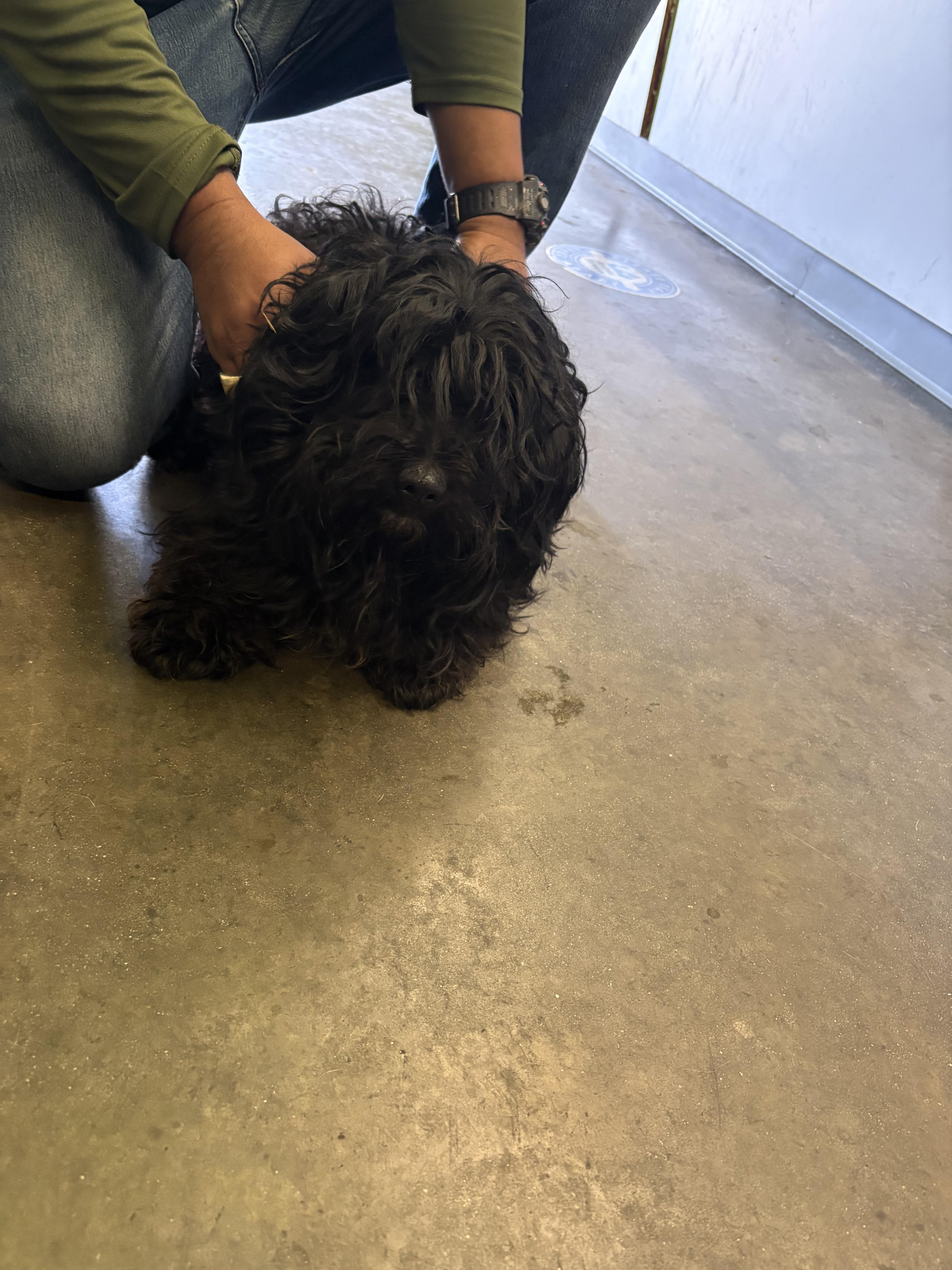 An adult medium-sized male Mixed Breed dog named Bobbi for adoption in Los Angeles, CA