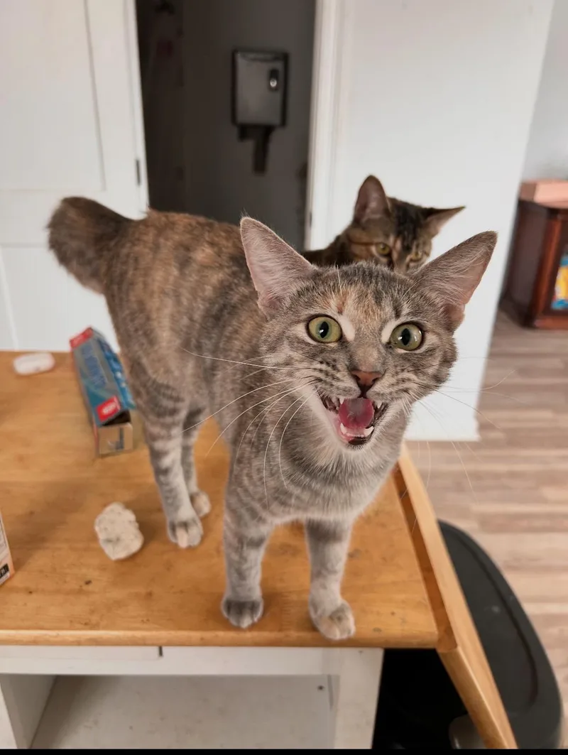 A young medium-sized female Tabby (Orange / Red) Tabby cat named Mozie & Ozzie— Sisters for adoption in New Orleans, LA