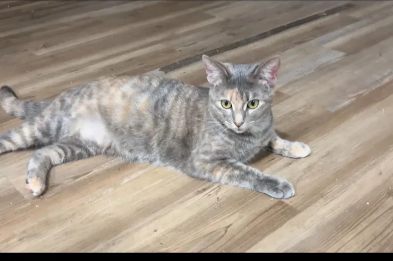 Mozie & Ozzie— Sisters thumbnail 3