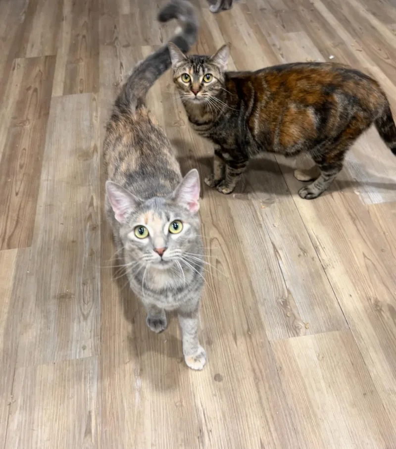 Mozie & Ozzie— Sisters thumbnail 4