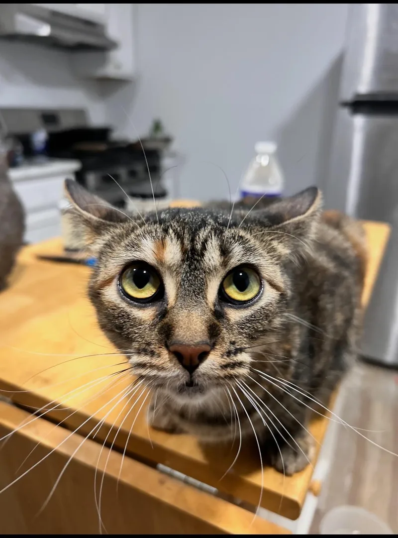Mozie & Ozzie— Sisters thumbnail 5
