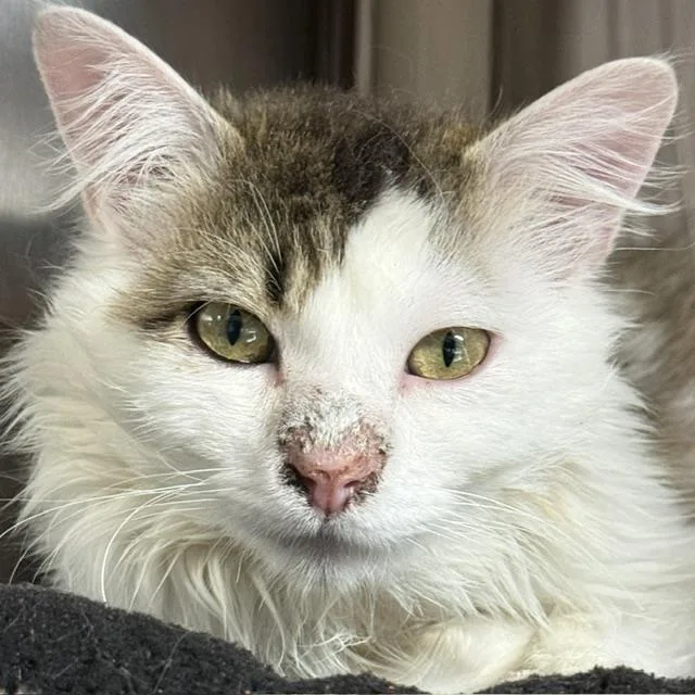 A young medium-sized male Domestic Long Hair cat named Monarch for adoption in Santa Fe, NM