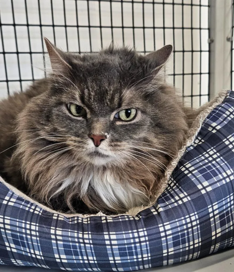 An adult small-sized female Domestic Long Hair cat named Stray grywhite for adoption in Green River, WY