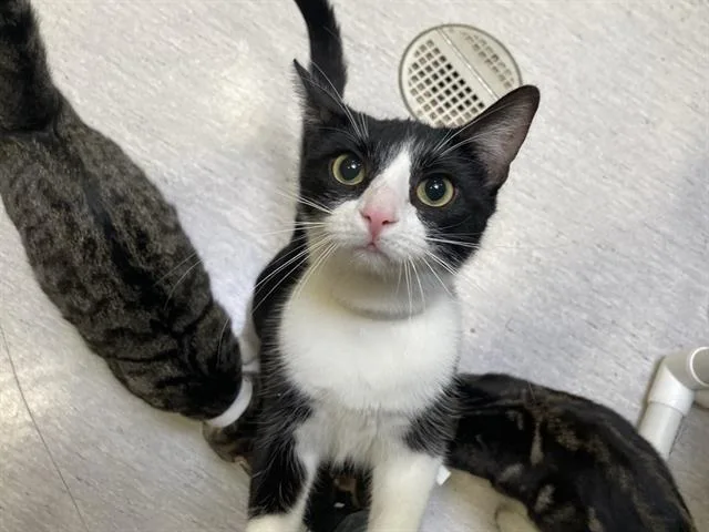 A young large-sized female Domestic Short Hair cat named Frenchie for adoption in Tustin, CA