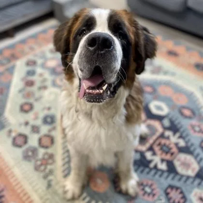 An adult extra large-sized male Saint Bernard dog named Chewy for adoption in Wheaton, IL