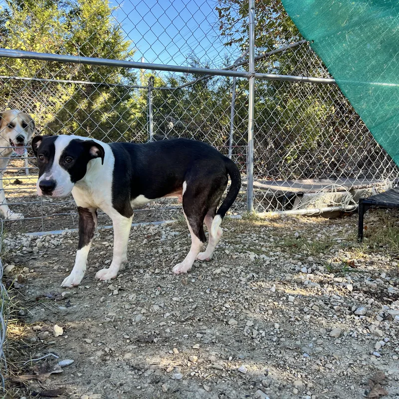 A young medium-sized male Pit Bull Terrier dog named Conrad for adoption in Hollister, MO