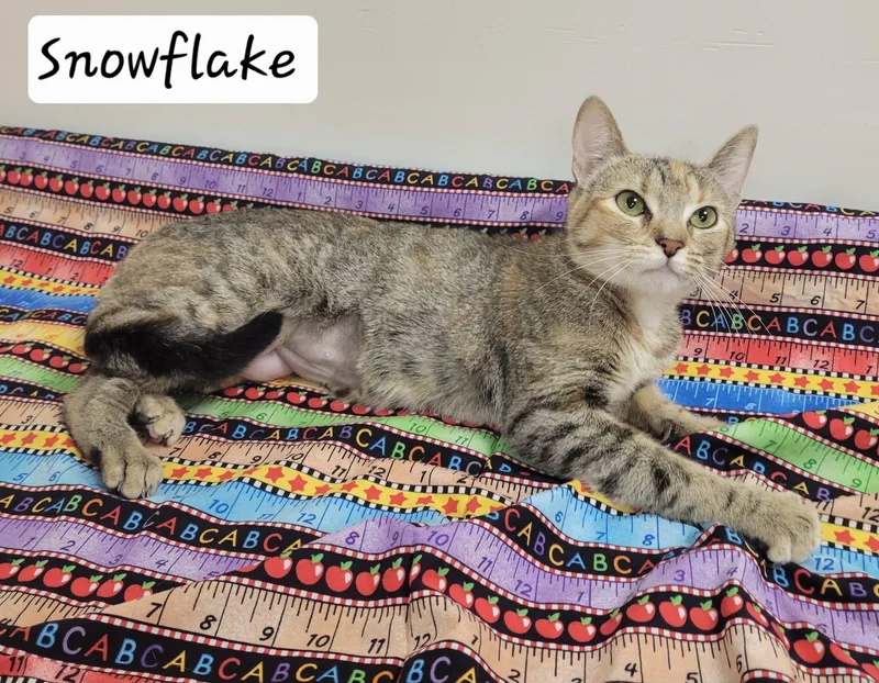 An adult medium-sized female Domestic Short Hair cat named SnowFlake for adoption in LaPlace, LA