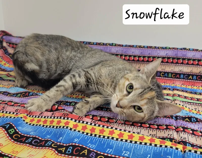 SnowFlake thumbnail 3