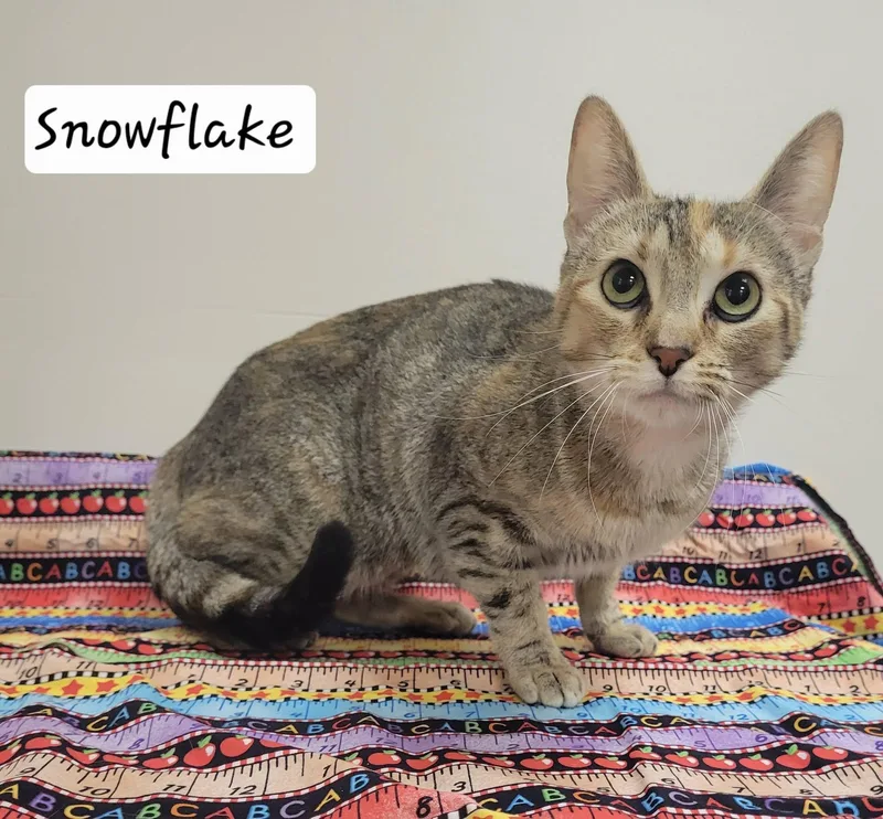 SnowFlake thumbnail 4