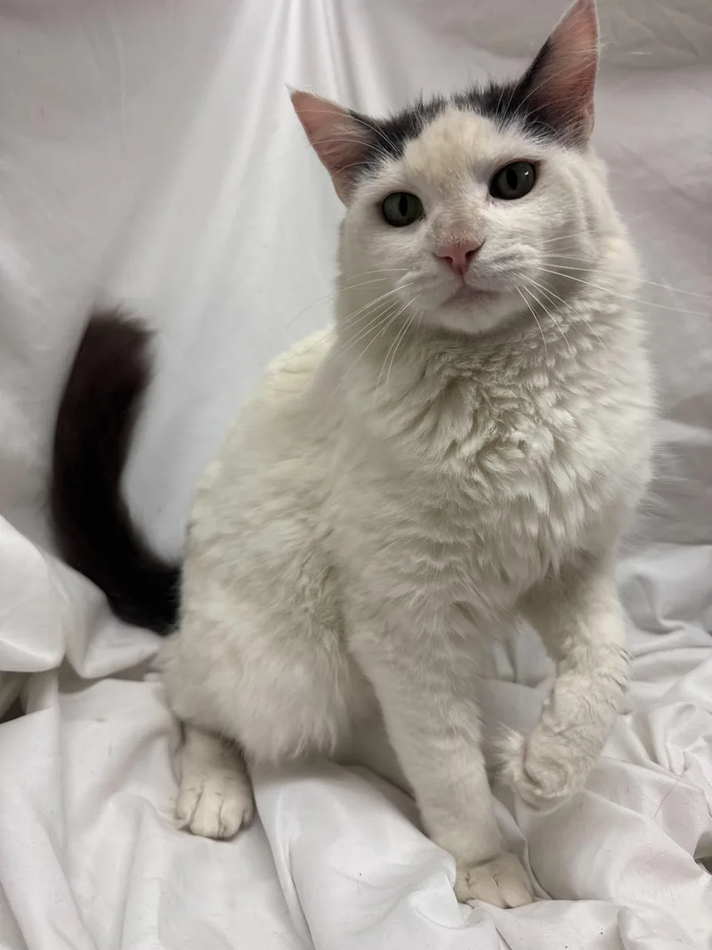 An adult medium-sized female White Domestic Long Hair cat named Sourdough for adoption in Fredericksburg, VA