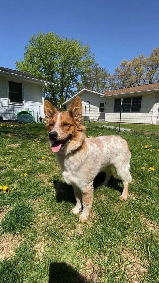 A baby medium-sized male Tricolor (Brown, Black, & White) Australian Cattle Dog / Blue Heeler dog named Auggie for adoption in Wausau, WI