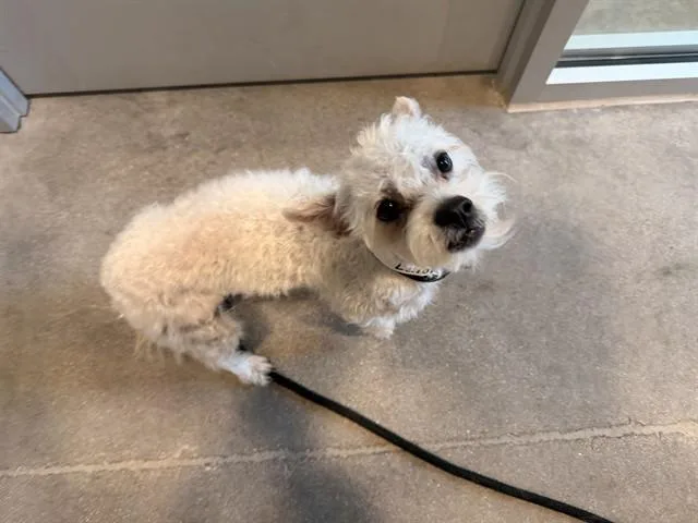 A young small-sized male Poodle dog named Cody for adoption in Mesa, AZ