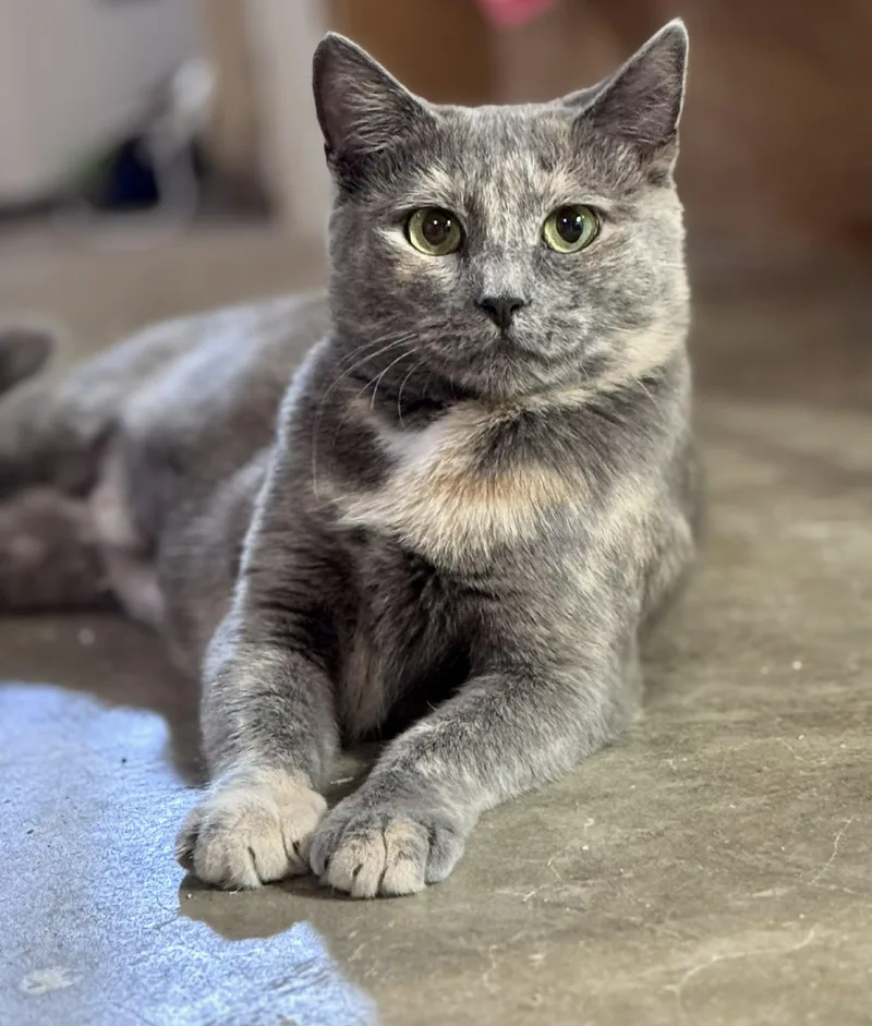 A young medium-sized female Dilute Tortoiseshell cat named Plum for adoption in Rixeyville, VA