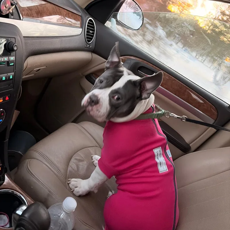 An adult small-sized female Pit Bull Terrier dog named Sage for adoption in Bristol, IN