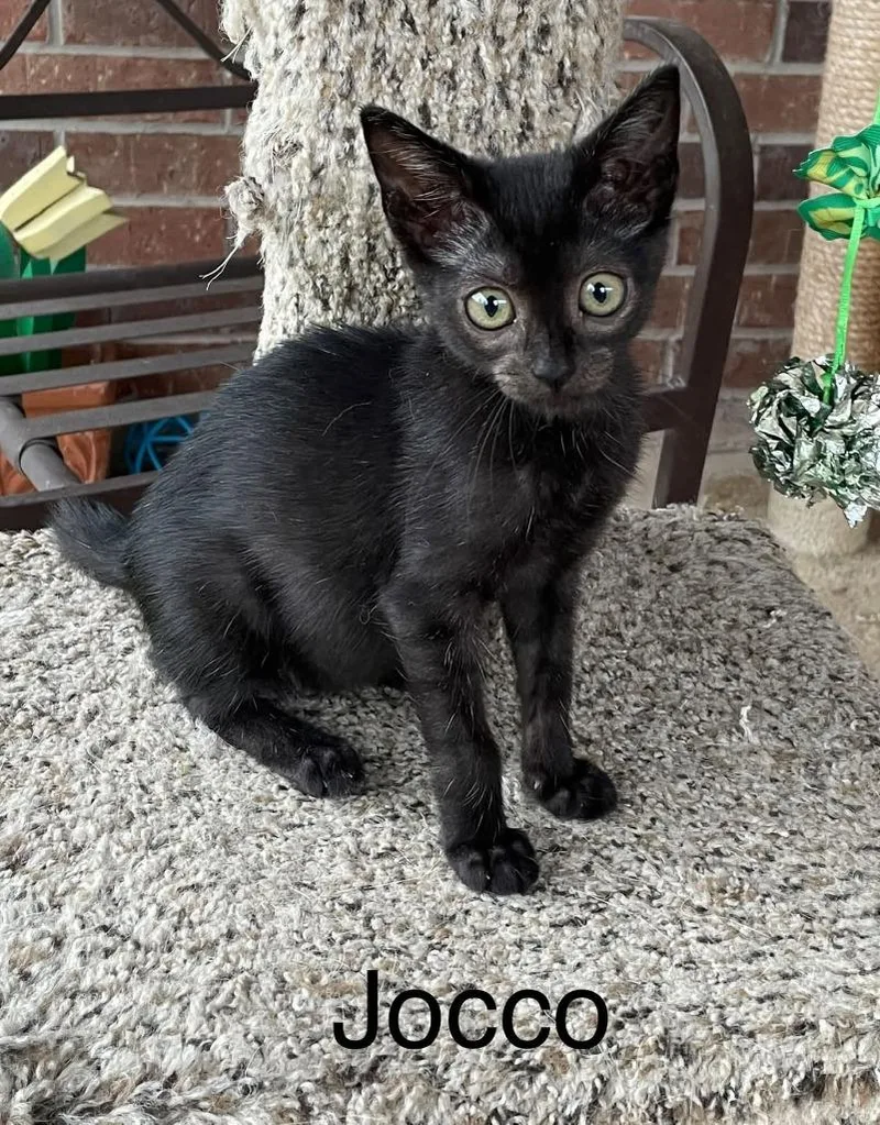 A baby small-sized male Domestic Short Hair cat named Jocco for adoption in Magnolia, TX