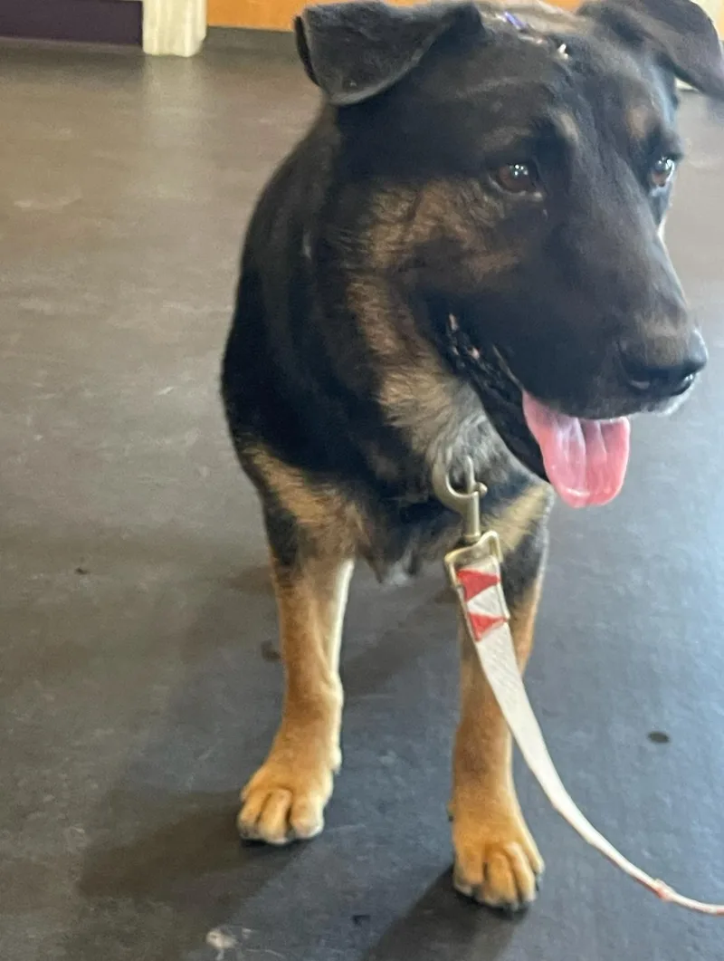 An adult medium-sized male Black German Shepherd Dog dog named Rocky for adoption in Sullivan City, TX