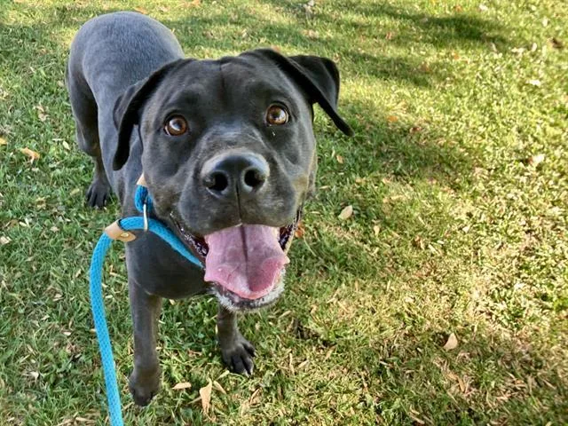An adult large-sized female Pit Bull Terrier dog named Midnight for adoption in Albuquerque, NM
