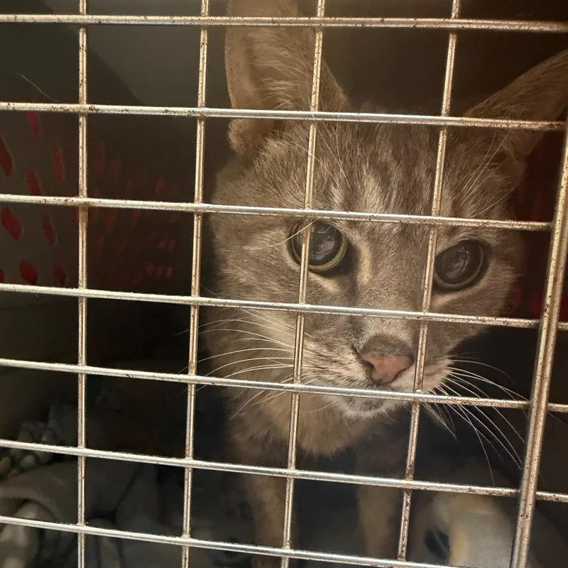 An adult medium-sized female Gray / Blue / Silver Domestic Short Hair cat named Margo for adoption in Charlottesville, VA