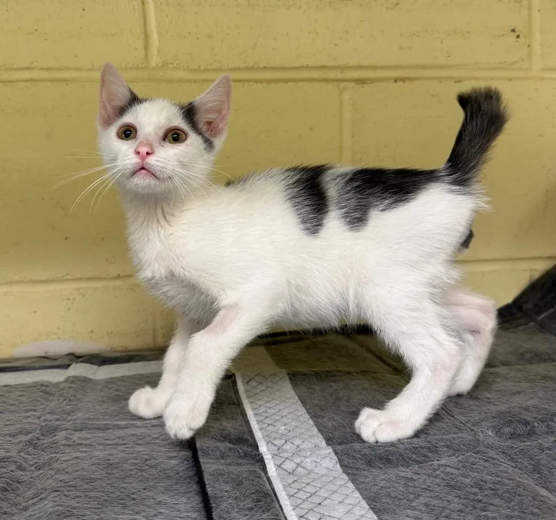 A baby medium-sized male Domestic Medium Hair cat named Printer Jam for adoption in Kingsland, GA