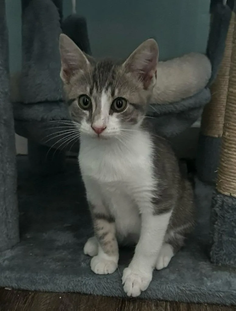 A young large-sized male Domestic Short Hair cat named Rocksteady for adoption in Hardeeville, SC