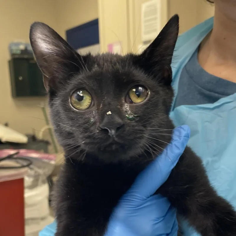 Lord Nikon thumbnail 2