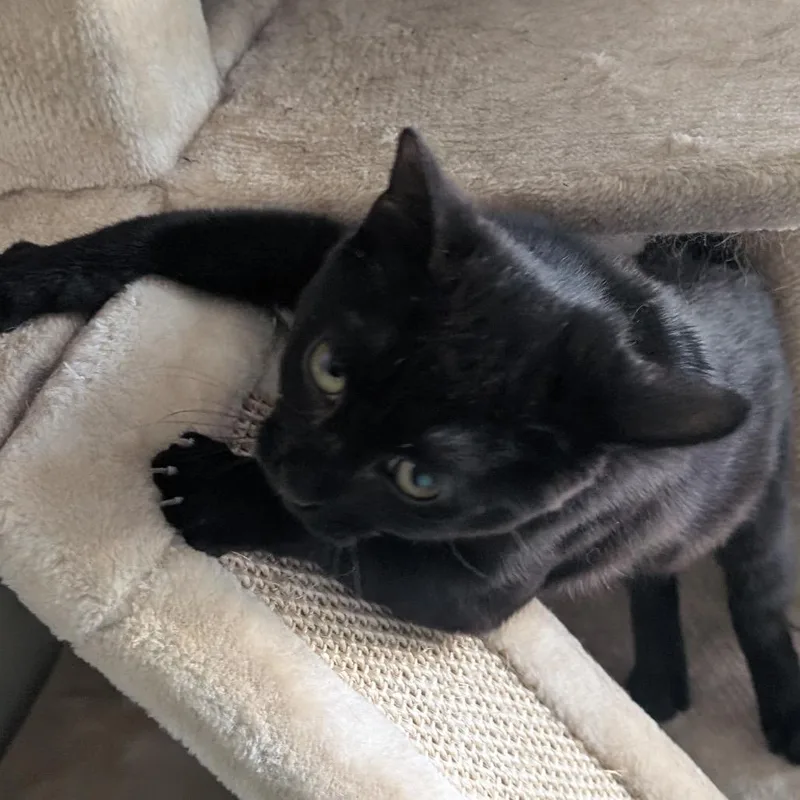 Lord Nikon thumbnail 4