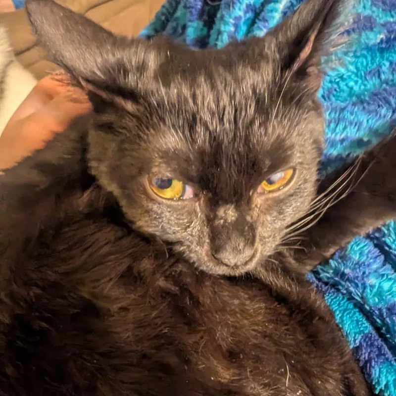 Lord Nikon thumbnail 5