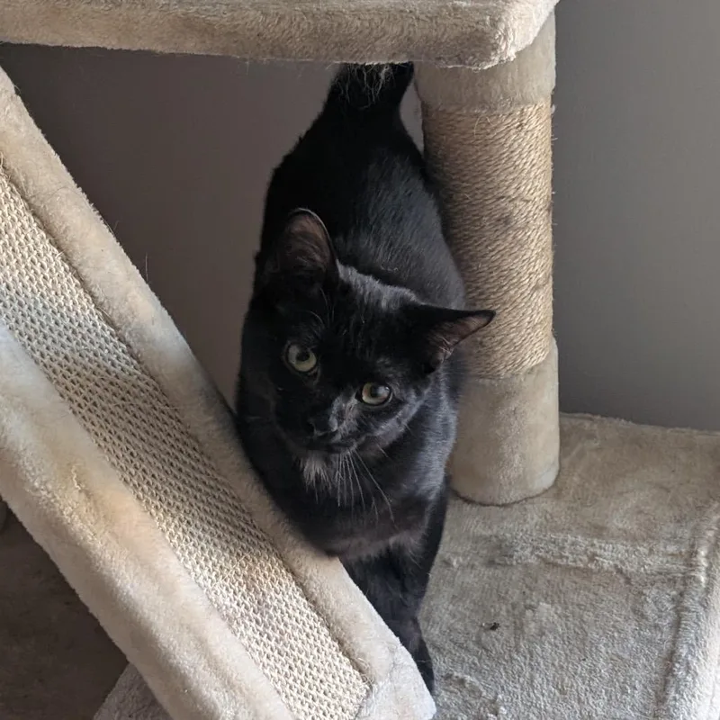 Lord Nikon thumbnail 6