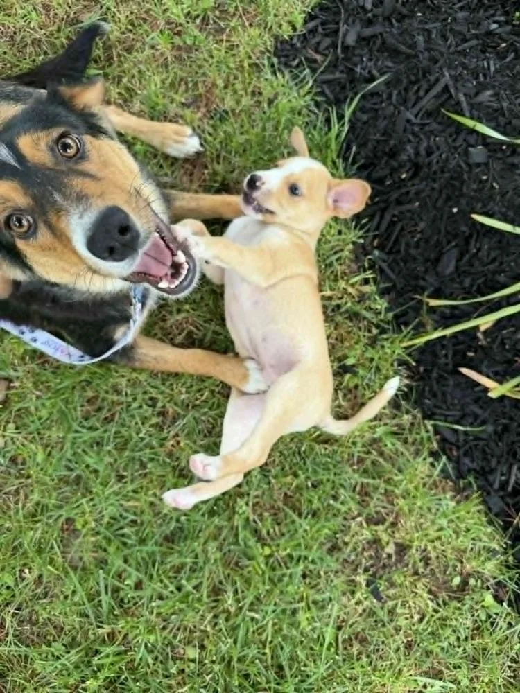 A baby large-sized male Shepherd dog named Nelson Mandela for adoption in New Albany, OH