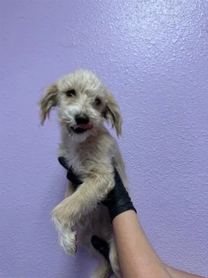 A baby small-sized female White / Cream Terrier dog named 60830868 for adoption in El Paso, TX