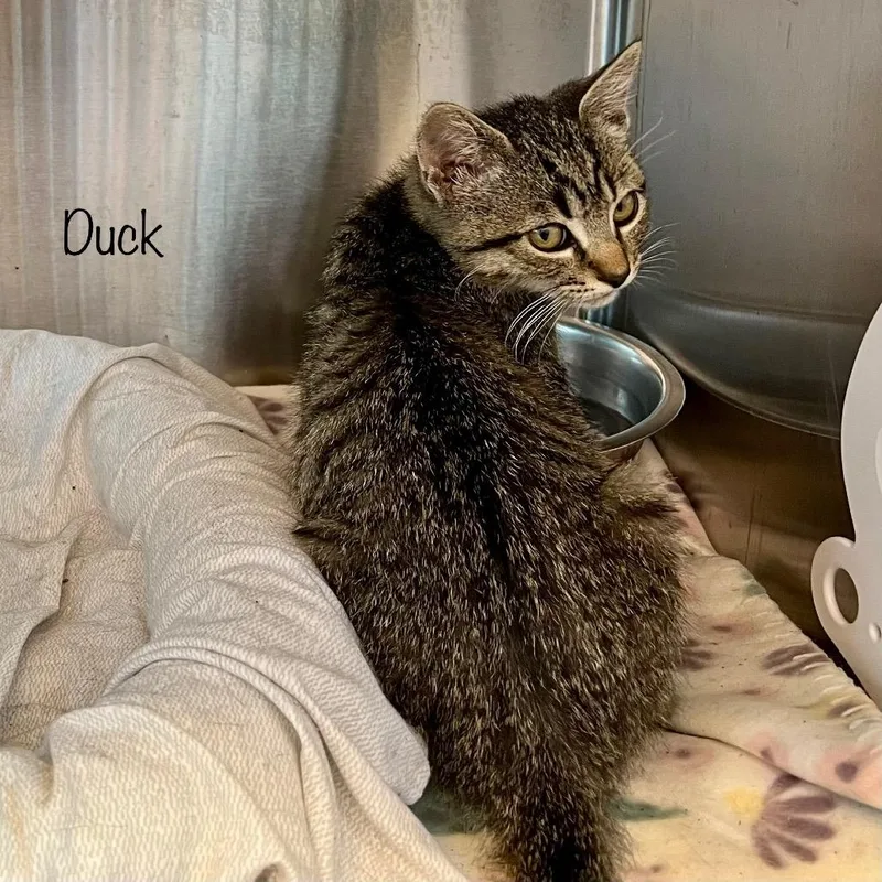 A young small-sized male Black & White / Tuxedo Domestic Short Hair cat named Duck for adoption in Madisonville, TN