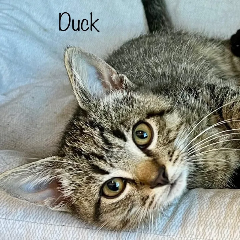 Duck thumbnail 4