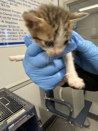 A baby small-sized female Domestic Short Hair cat named Cricket for adoption in Shreveport, LA