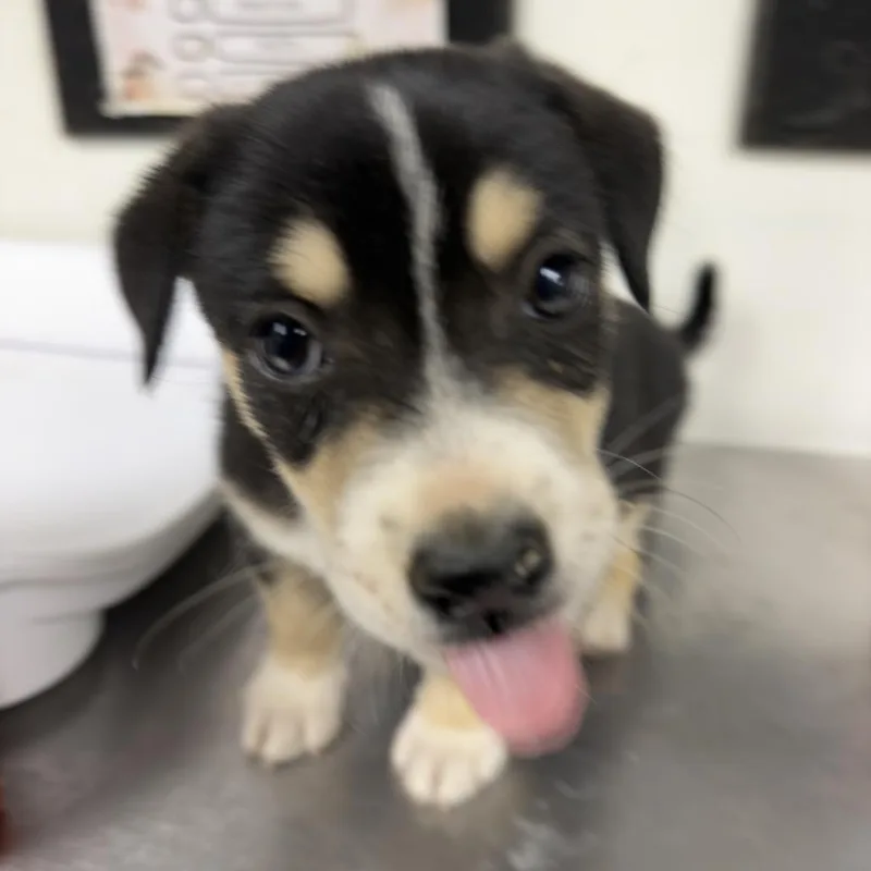 A baby small-sized male Dachshund dog named Linkin for adoption in Alexandria, VA