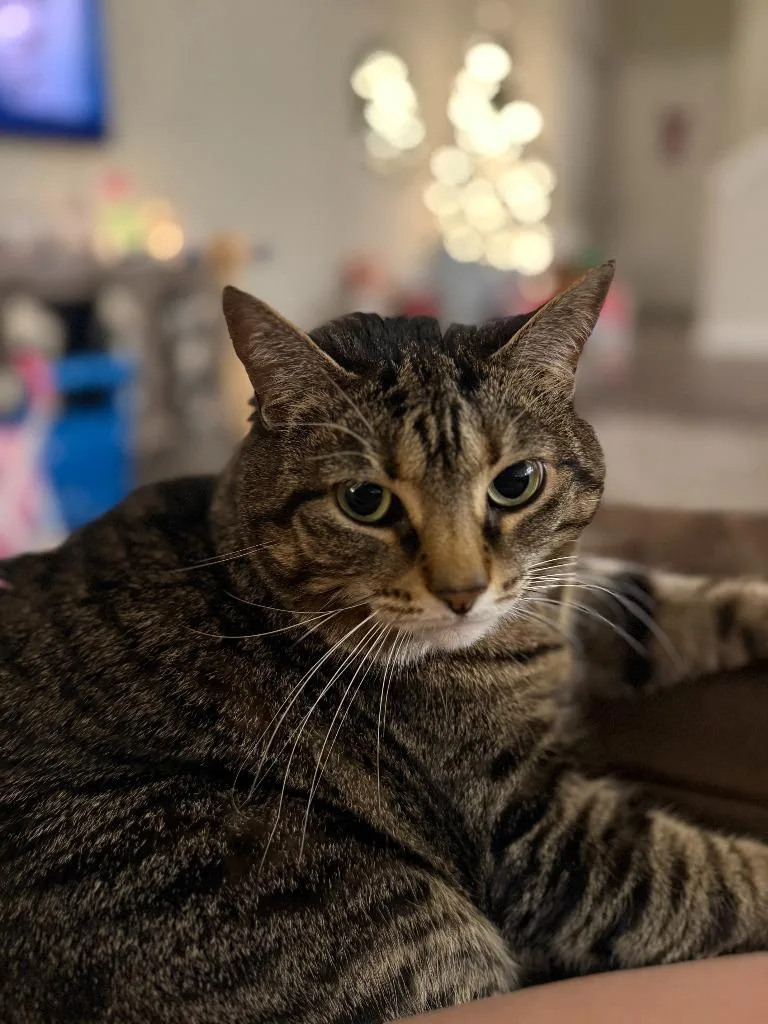 A senior medium-sized female Domestic Short Hair cat named Lulu for adoption in Bloomington, IN