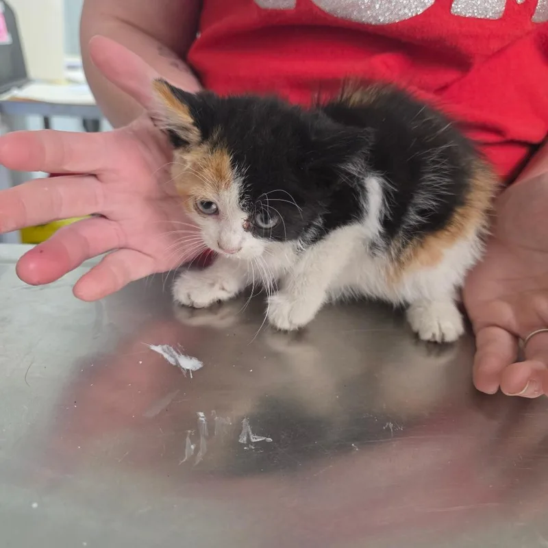 A baby small-sized male White Domestic Short Hair cat named Tabitha for adoption in Clanton, AL